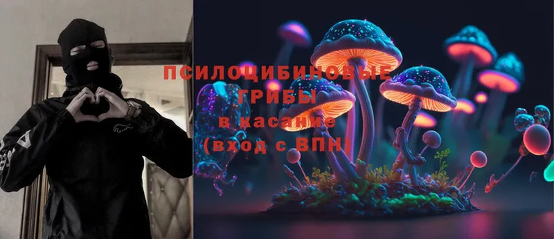 где можно купить наркотик  Сертолово  Галлюциногенные грибы Psilocybe 